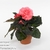 Бегония (Begonia Go-Go Rose)
