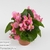 Бегония (Begonia Volumia Pink)