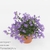 Кампанула (Campanula Dark Take)