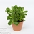 Крассула (Crassula Odessa)