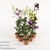 Дендробиум (Dendrobium)