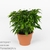 Фикус (Ficus benjamina Green Kinky)