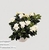 Гардения (Gardenia)