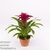 Гузмания (Guzmania Victory)