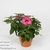 Гибискус (Hibiscus Guido Pink)