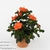Гибискус (Hibiscus Hirio)