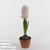 Гиацинт (Hyacinthus Pink Elephan)