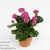 Каланхоэ (Kalanchoe Purple Jodie)