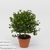 Мирт (Myrtus molinae)
