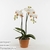Фаленопсис (Phalaenopsis)