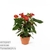 Антуриум (Anthurium)